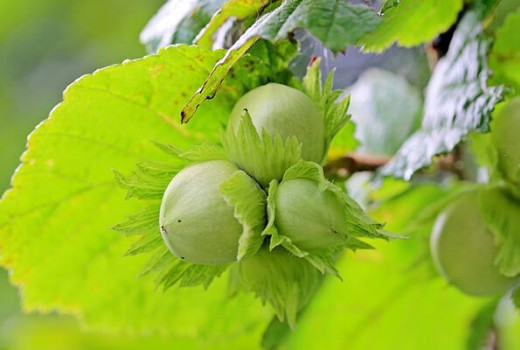 Fındık Ağaçlarında Solucan Gübresi Kullanımı