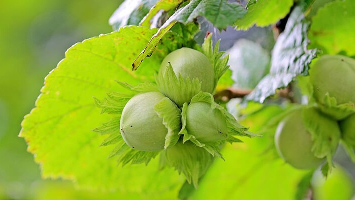 Fındık Ağaçlarında Solucan Gübresi Kullanımı