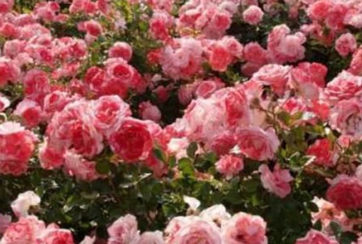 Gülde Solucan Gübresi Nasıl Kullanılır?