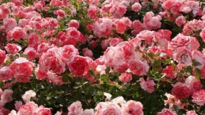 Gülde Solucan Gübresi Nasıl Kullanılır?