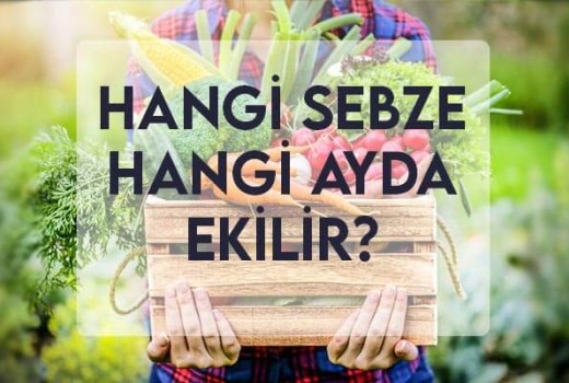 Hangi Sebze Hangi Ayda Ekilir? Hangi Sebze Hangi Ayda Ekilir?