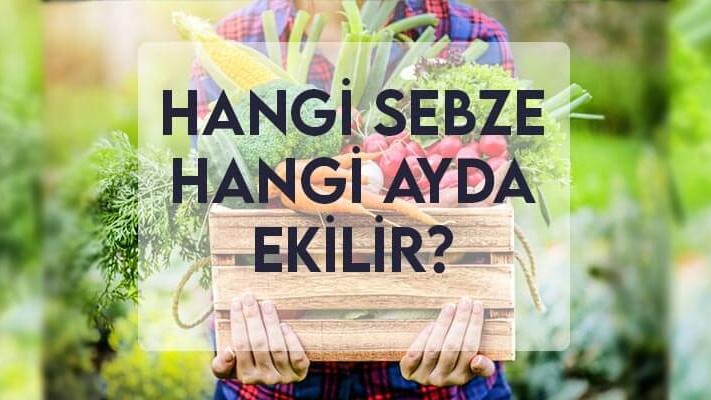 Hangi Sebze Hangi Ayda Ekilir? Hangi Sebze Hangi Ayda Ekilir?