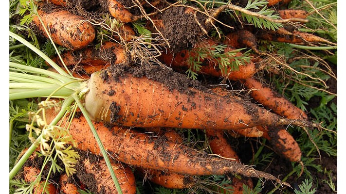 Havuçta Solucan Gübresi Nasıl Kullanılır?