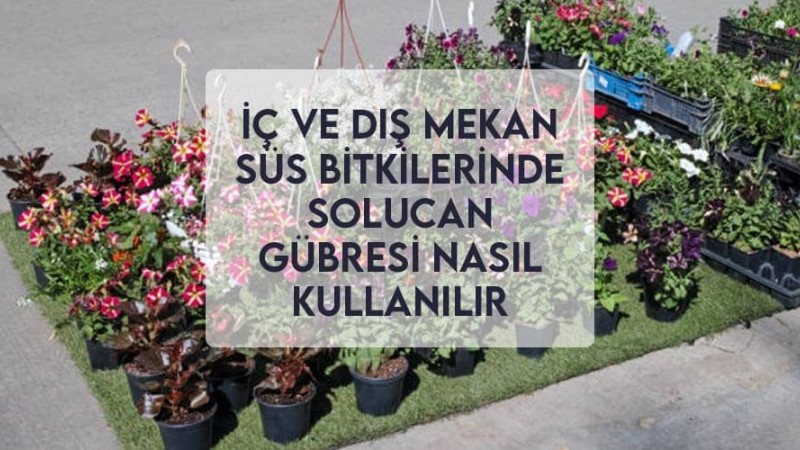 İç ve Dış Mekan Süs Bitkilerinde Solucan Gübresi Nasıl Kullanılır İç ve Dış Mekan Süs Bitkilerinde Solucan Gübresi Nasıl Kullanılır