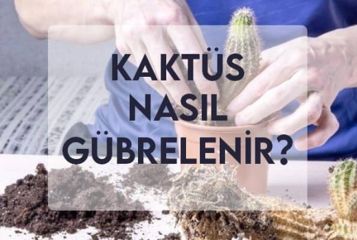 Kaktüs Nasıl Gübrelenir? Kaktüs Nasıl Gübrelenir?