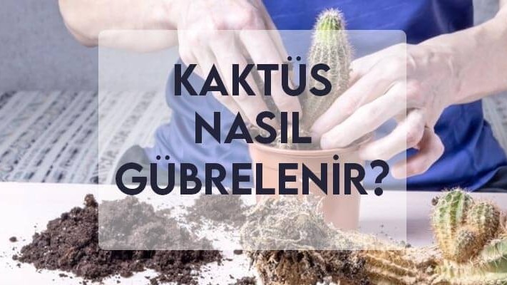 Kaktüs Nasıl Gübrelenir? Kaktüs Nasıl Gübrelenir?