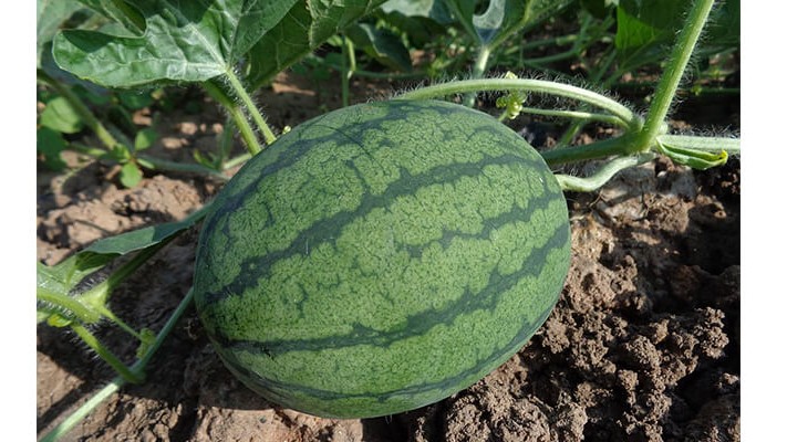 Karpuzda Solucan Gübresi Nasıl Kullanılır?