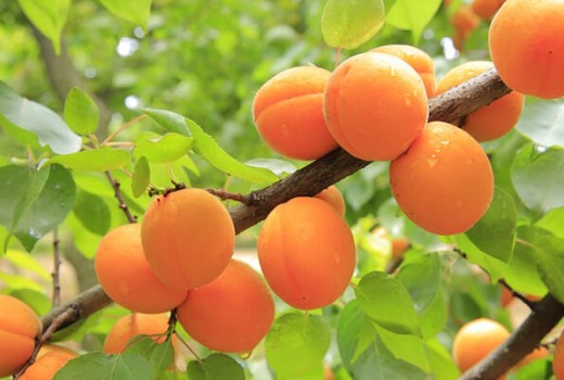 Kayısı Ağaçlarında Solucan Gübresi Nasıl Kullanılır?