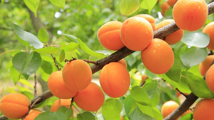 Kayısı Ağaçlarında Solucan Gübresi Nasıl Kullanılır?