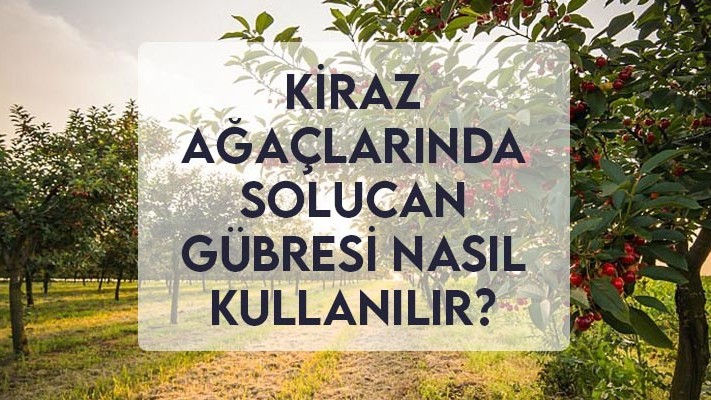 Kiraz Ağaçlarında Solucan Gübresi Nasıl Kullanılır?