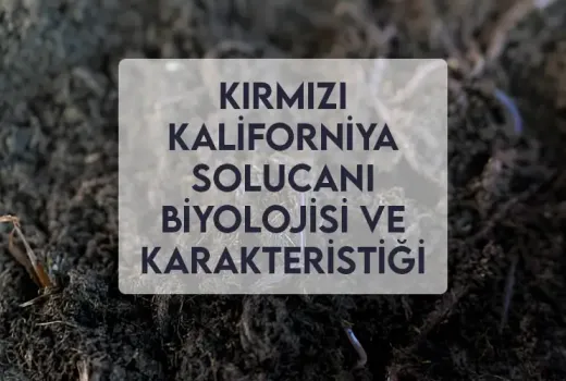 Kırmızı Kaliforniya Solucanı Biyolojisi ve Karakteristiği Kırmızı Kaliforniya Solucanı Biyolojisi ve Karakteristiği