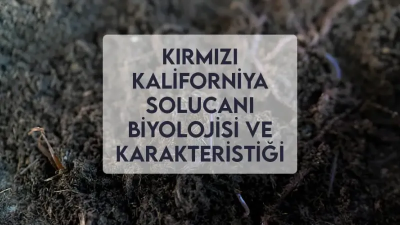 Kırmızı Kaliforniya Solucanı Biyolojisi ve Karakteristiği Kırmızı Kaliforniya Solucanı Biyolojisi ve Karakteristiği