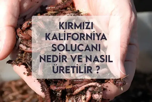 Kırmızı Kaliforniya Solucanı Nedir Ve Nasıl Üretilir ? Kırmızı Kaliforniya Solucanı Nedir Ve Nasıl Üretilir ?