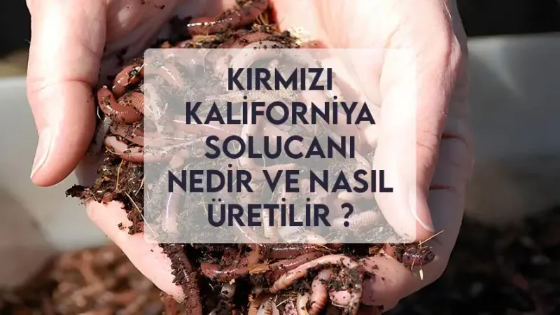 Kırmızı Kaliforniya Solucanı Nedir Ve Nasıl Üretilir ? Kırmızı Kaliforniya Solucanı Nedir Ve Nasıl Üretilir ?