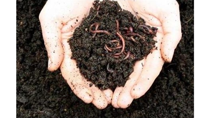 Kırmızı Kaliforniya Solucanları Doğanın Mucize Canlıları Kırmızı Kaliforniya Solucanları Doğanın Mucize Canlıları