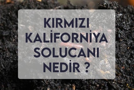 Kırmızı Kaliforniya Solucanları Hakkında Her Şey Kırmızı Kaliforniya Solucanları Hakkında Her Şey