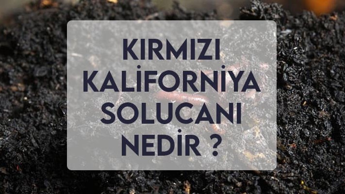 Kırmızı Kaliforniya Solucanları Hakkında Her Şey Kırmızı Kaliforniya Solucanları Hakkında Her Şey
