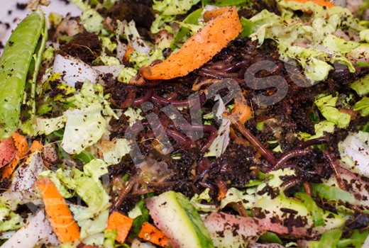 Kırmızı Kaliforniya Solucanları Nasıl ve Ne İle Beslenir? Kırmızı Kaliforniya Solucanları Nasıl ve Ne İle Beslenir?