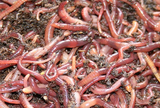 Solucan Gübresi Üretiminde Temel Bilgiler | Rivasol Solucan Gübresi Üretiminde Temel Bilgiler | Rivasol