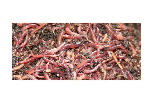 Kırmızı Kaliforniya Solucanları (Vermikültür) Nasıl Yetiştirilir ?