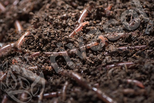 Kırmızı Kaliforniya Solucanlarımın Üremesini Nasıl Hızlandırabilirim? Kırmızı Kaliforniya Solucanlarımın Üremesini Nasıl Hızlandırabilirim?