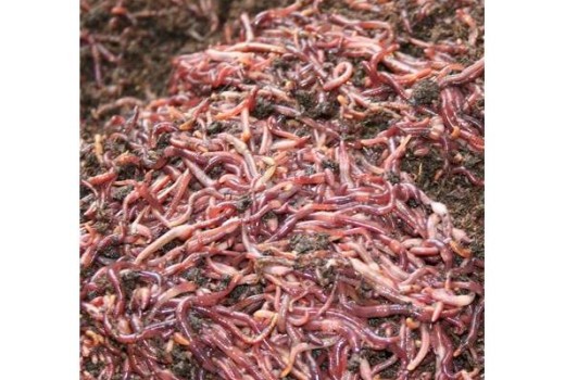 Kırmızı Kaliforniya Solucanlarını Tanıma Rehberi  ( Eisenia foetida ) Kırmızı Kaliforniya Solucanlarını Tanıma Rehberi  ( Eisenia foetida )