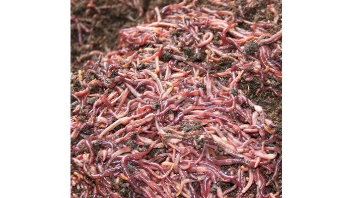 Kırmızı Kaliforniya Solucanlarını Tanıma Rehberi ( Eisenia foetida ) Kırmızı Kaliforniya Solucanlarını Tanıma Rehberi ( Eisenia foetida )