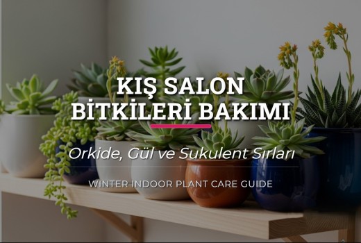 Kış Salon Bitkileri Bakımı | Orkide, Gül ve Sukulent Sırları