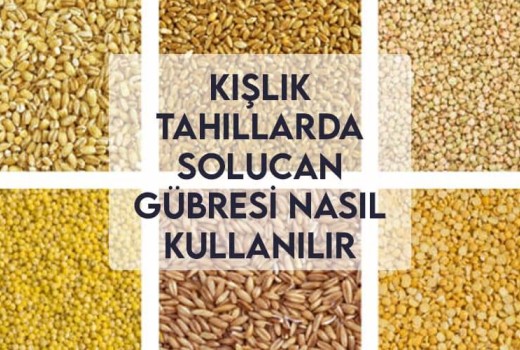 Kışlık Tahıllar Solucan Gübresi Nasıl Kullanılır