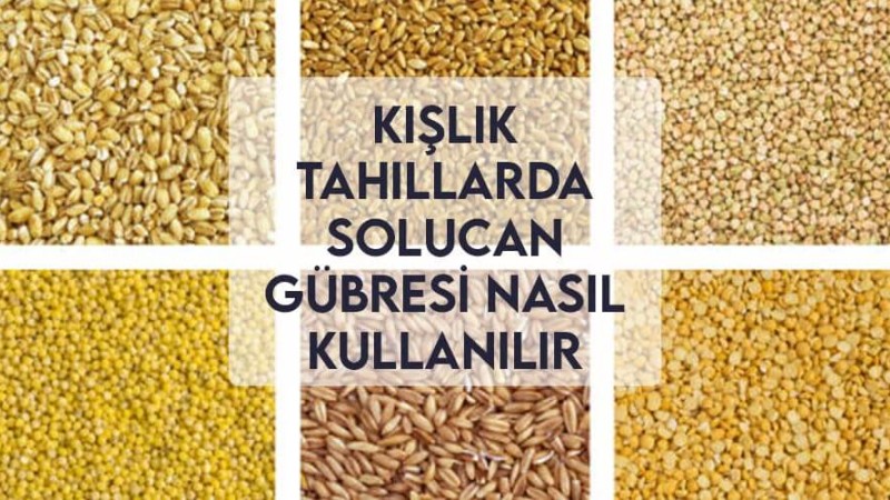 Kışlık Tahıllar Solucan Gübresi Nasıl Kullanılır Kışlık Tahıllar Solucan Gübresi Nasıl Kullanılır