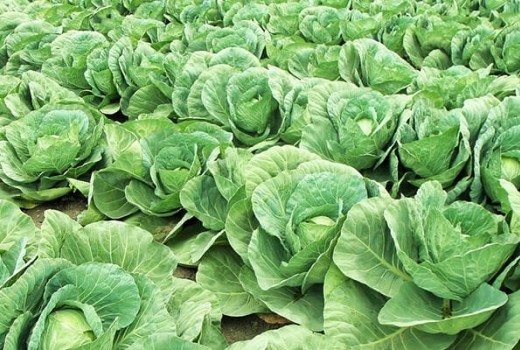 Lahanada Solucan Gübresi Kullanımı