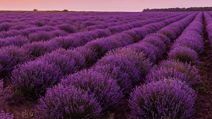 Lavantada Solucan Gübresi Kullanımı