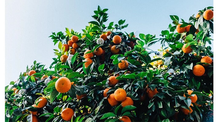 Mandalina Ağaçlarında Solucan Gübresi Kullanımı