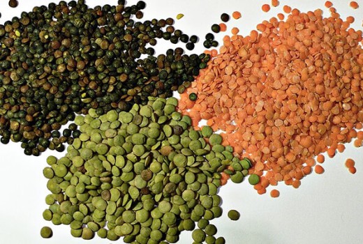 Mercimekte Solucan Gübresi Kullanımı