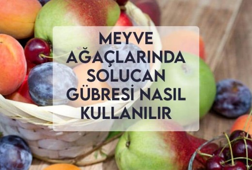 Meyve Ağaçlarında Solucan Gübresi Nasıl Kullanılır