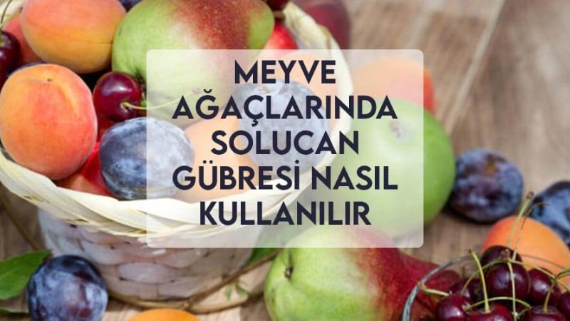 Meyve Ağaçlarında Solucan Gübresi Nasıl Kullanılır Meyve Ağaçlarında Solucan Gübresi Nasıl Kullanılır