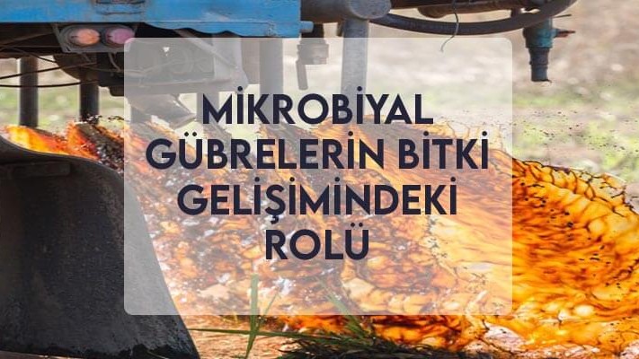 Mikrobiyal Gübrelerin Bitki Gelişimindeki Rolü Mikrobiyal Gübrelerin Bitki Gelişimindeki Rolü