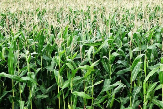 Mısır Solucan Gübresi Nasıl Kullanılır?