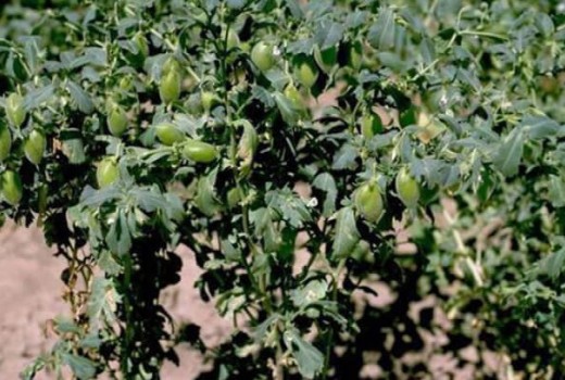 Nohutta Solucan Gübresi Kullanımı