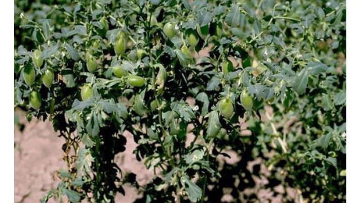 Nohutta Solucan Gübresi Kullanımı