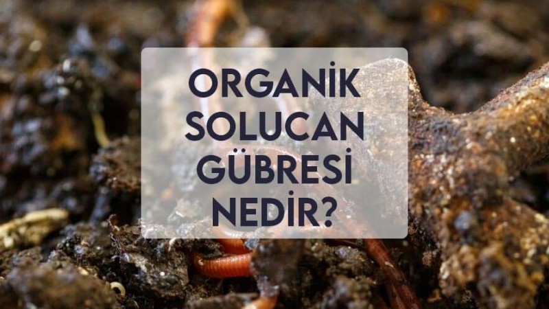 Organik Solucan Gübresi Nedir? Organik Solucan Gübresi Nedir?