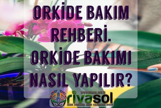 Orkide Bakımı Nasıl Yapılır ? Orkide Bakımı Nasıl Yapılır ?