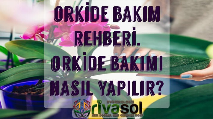 Orkide Bakımı Nasıl Yapılır ? Orkide Bakımı Nasıl Yapılır ?
