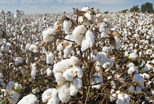 Pamukta Solucan Gübresi Kullanımı