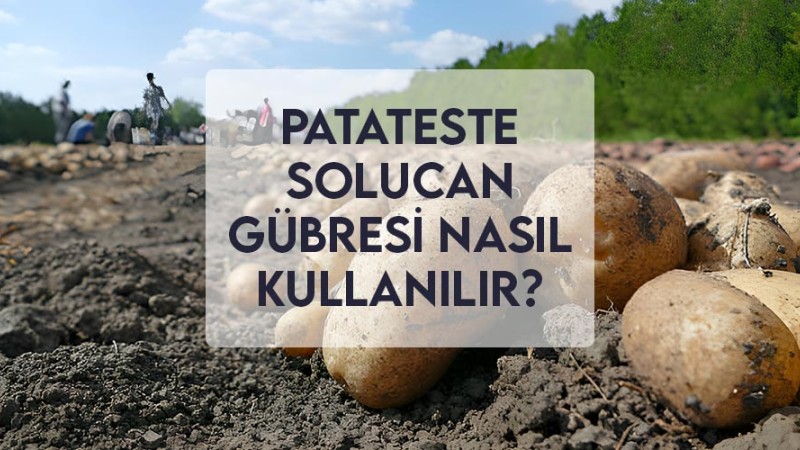 Patateste Solucan Gübresi Nasıl Kullanılır? Patateste Solucan Gübresi Nasıl Kullanılır?
