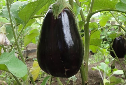 Patlıcanda Solucan Gübresi Kullanımı