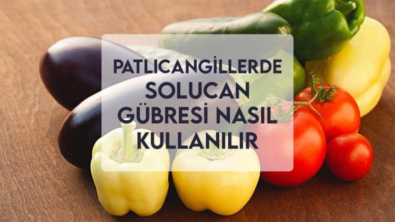 Patlıcangillerde Solucan Gübresi Nasıl Kullanılır Patlıcangillerde Solucan Gübresi Nasıl Kullanılır
