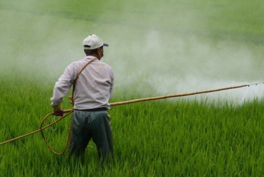 Tarımda Kullanılan Pestisitler Öldürüyor