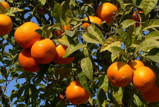 Portakal Ağaçlarında Solucan Gübresi Kullanımı