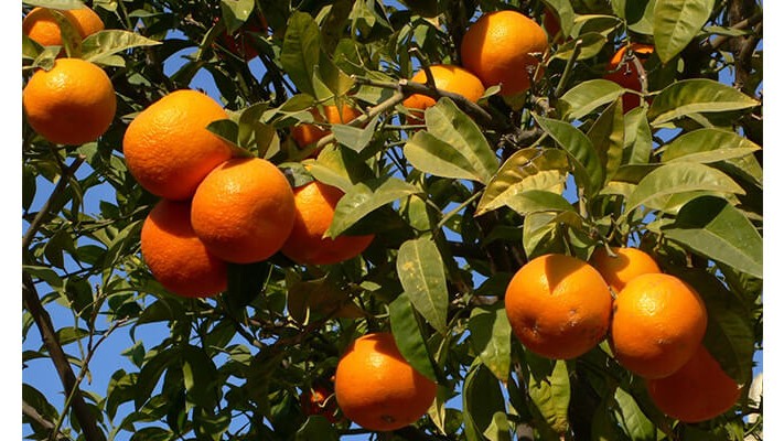 Portakal Ağaçlarında Solucan Gübresi Kullanımı